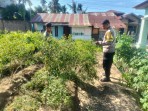 Bripka Bob Sinaga  Melaksanakan Kegiatan Pengecekan Ketahanan Pangan Dengan Memantau Penanaman Cabe.