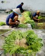 Sulap Lahan Kosong Jadi Area Ketahanan Pangan, Rutan Dumai Panen Kangkung
