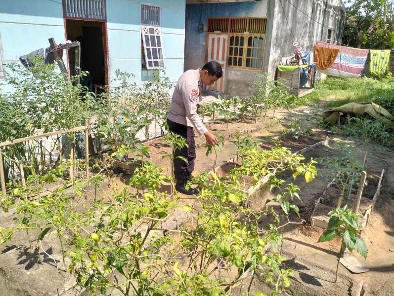 Bripka Bob Sinaga Melaksanakan Kegiatan Pengecekan Tanaman Cabe Kecamatan Kota Dumai.