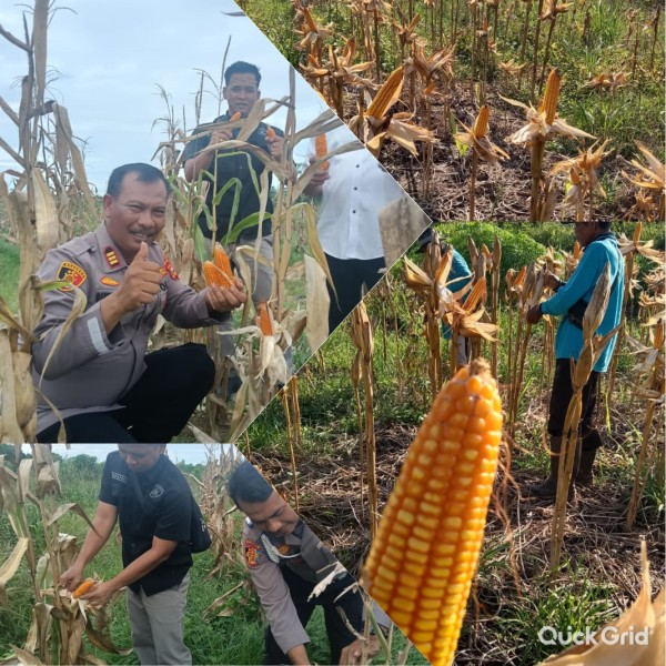 Polres Dumai Melalui Polsek Medang Kampai Hadiri Panen Jagung Pipil Dukung Program Ketahanan Pangan Nasional