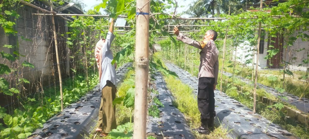 Bhabinkamtibmas Polsek Bukit Kapur  Bersama Petani Mendukung Penuh  Program Ketahanan Pangan Nasional.