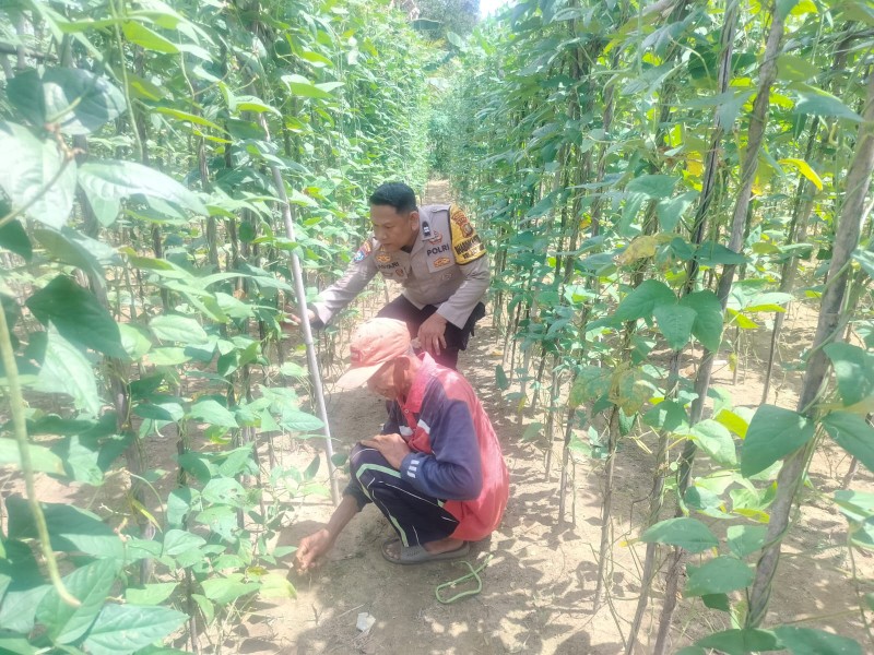 Dalam Rangka Mendukung Program Ketahanan Pangan Nasional Bhabinkamtibmas Bersama Petani Melakukan Pengecekan Pekarangan Pangan Bergizi.