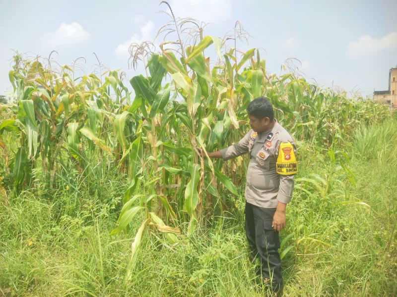 Bhabinkamtibmas Aipda Nurhadi Kelurahan Bintan Memantau Penanaman Jagung Pipil di Jalan Bintan RT 08.