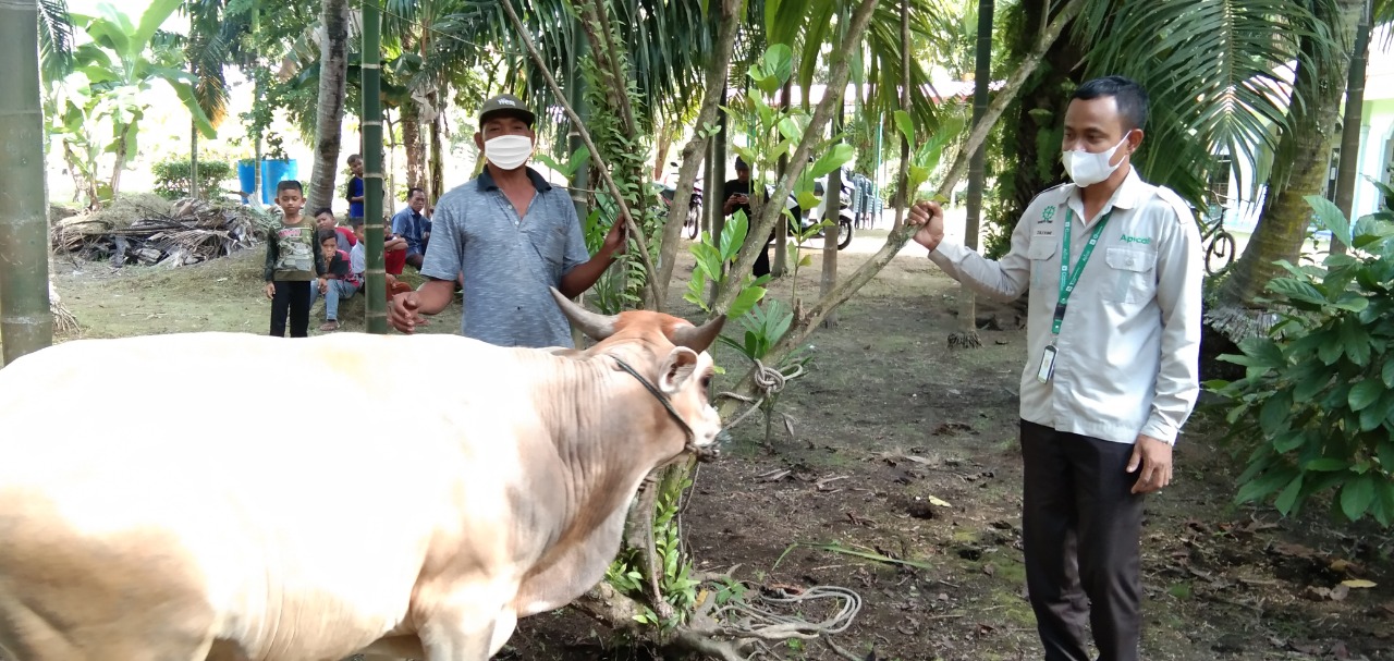 Apical Dumai Bersama Karyawan Peduli Warga Sekitar Dengan Menyembelih 6 Ekor Sapi dan 2 Ekor Kambing di Hari Raya Aidul Adha 1442 H