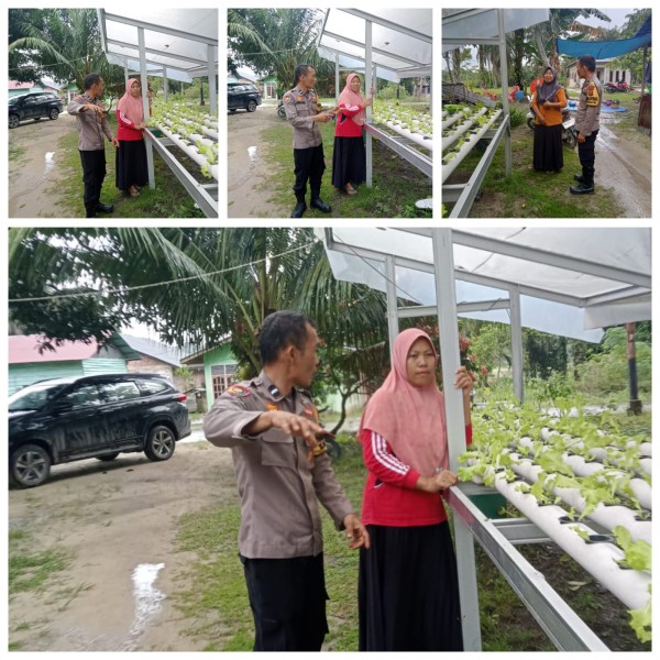 Bhabinkantinmas Aipda Butarbutar Bersama Petani Melakukan  Pengecekan Pengarangan Pangan Bergizi  Dalam  Rangka  Mendukung  Program Ketahanan Pangan Nasional .