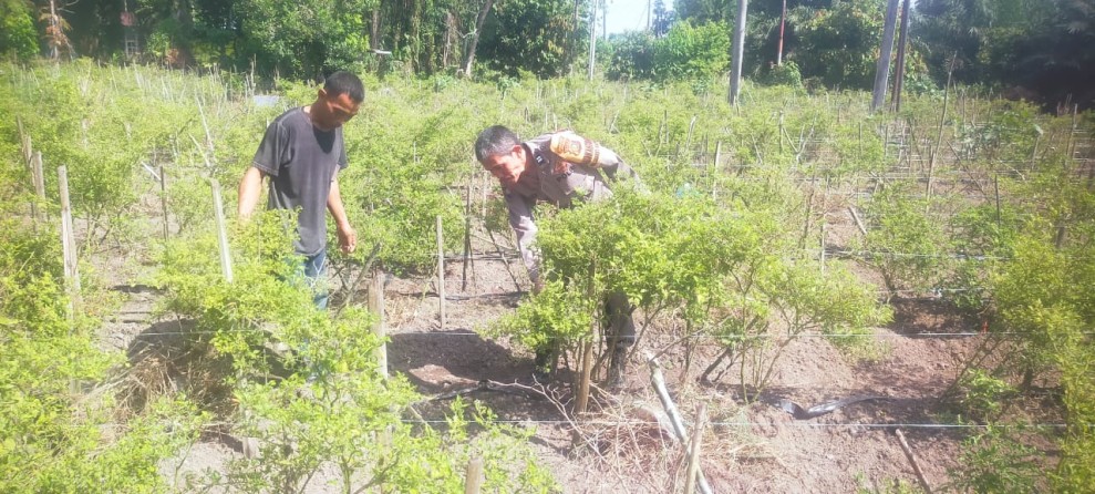 Bhabinkamtibmas Polsek Bukit Kapur  Bersama Petani Mendukung Penuh  Program Ketahanan Pangan Nasional Berupa Tanaman Cabe Rawit