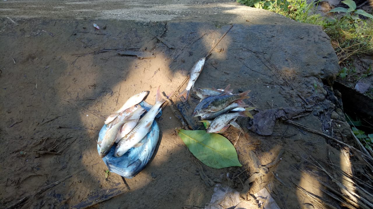 Sungai Batang Sosa Dalu-Dalu Di Duga Tercemar limbah Pabrik Kelapa Sawit