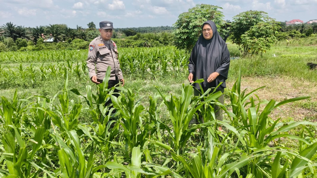 Bhabinkamtibmas Polsek  Bukit  Kapur  Bersama  Petani Lakukan Pengecekan Lahan  Ketahanan Pangan .