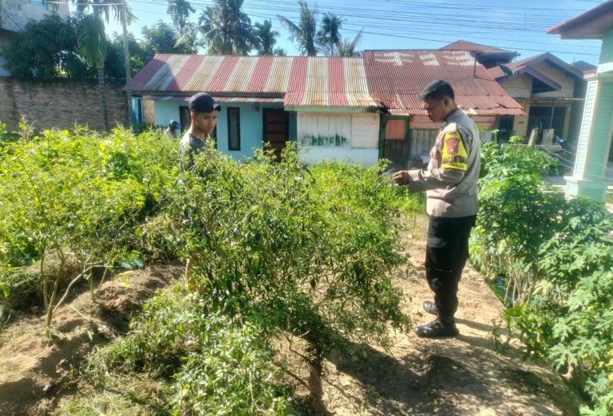 Bripka Bob Sinaga Melaksanakan Kegiatan Pengecekan Tanaman Cabe Kecamatan Dumai Kota.