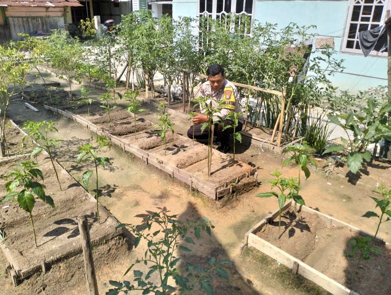 Bripka Bob Sinaga melaksanakan Kegiatan Pengecekan Tanaman Cabe