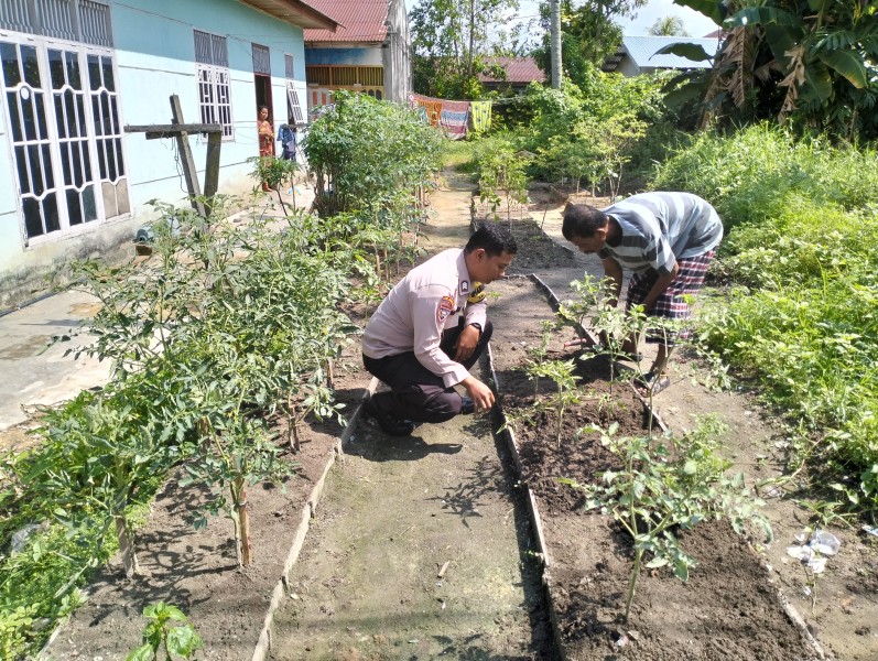Bhabinkamtibmas Kelurahan Sukajadi Bripka Bob Sinaga Cek Program Ketahanan Pangan Bergizi Cabe .