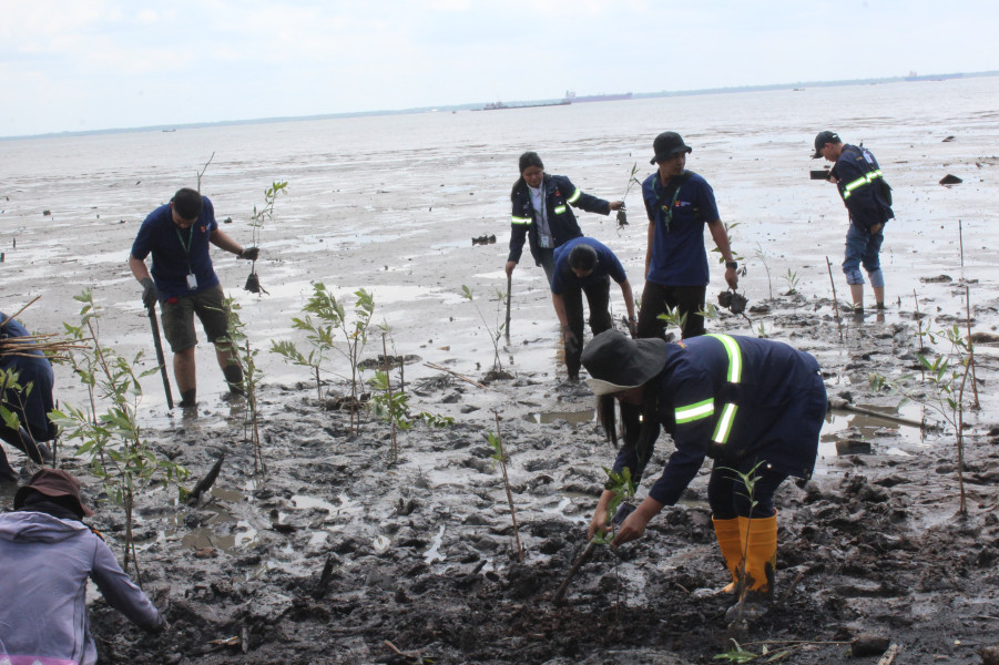 Apical Dumai Lakukan Aksi Penanaman 2.000 Mangrove di Pantai Taisan