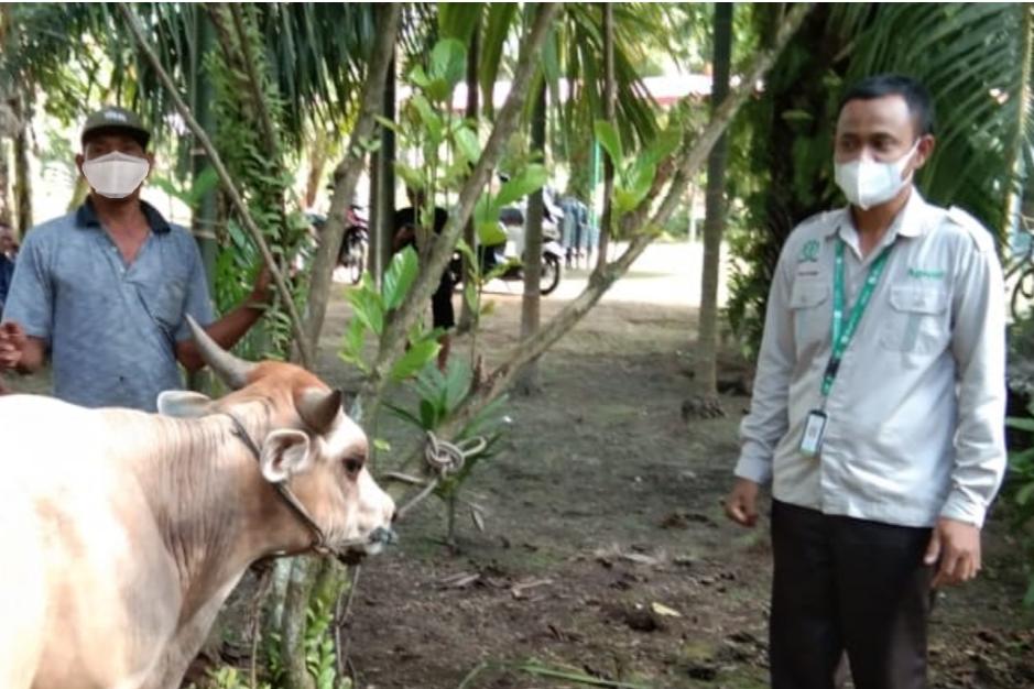 Sambut Idul Adha Sehat,Apical Menyalurkan Hewan Qurban dan Tips Pengolahan Minyak Kelapa Sawit Berkelanjutan