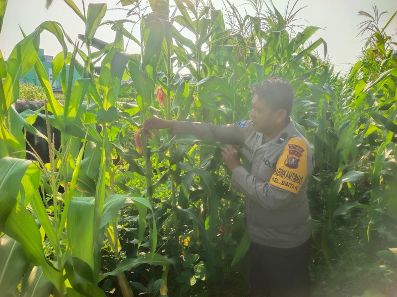 Bhabinkamtibmas Aipda Nurhadi Cek Program Ketahanan Pangan Bergizi Jagung .