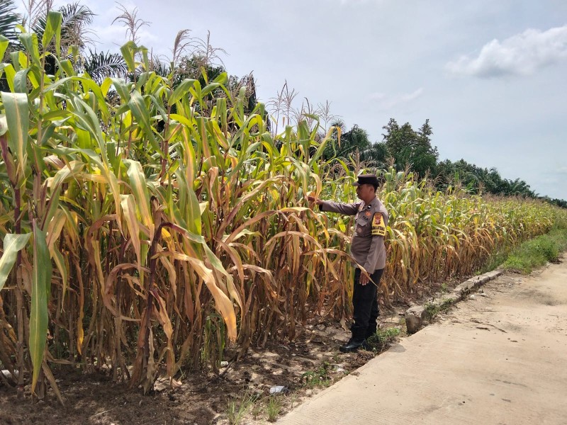 Bhabinkantipmas Bersama Petani Melakukan Pengecekan Perkembangan Tanaman Jagung Pipil.