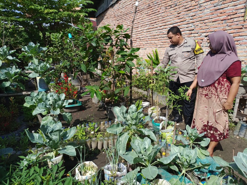 Bripka F.S .Tambunan Melaksanakan Kegiatan Pengecekan Tanaman Kale
