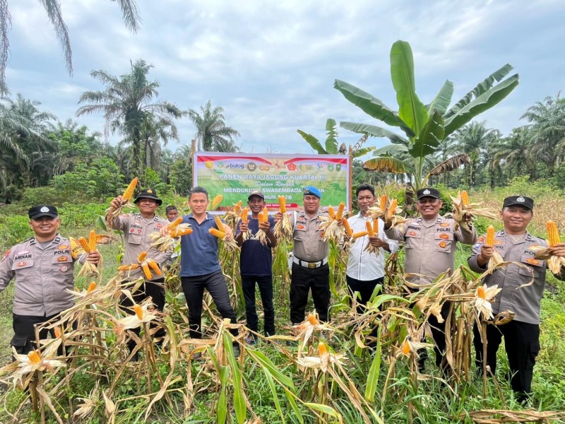 Panen Jagung Raya Kuartal III, Polsek Bukit Kapur Polres Dumai Dukung Ketahanan Pangan di Kota Dumai