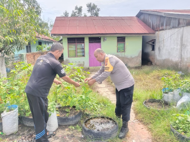 Aipda Anwar Dedi Simanjuntak Melaksanakan Kegiatan Pengecekan Tanaman Pakcoy .