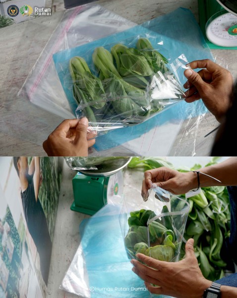 Hasilkan Pangan Berkelanjutan, Rutan Dumai Kembali Panen Sayur Pakcoy