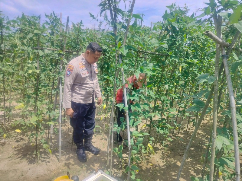 Aiptu Asyari Bersama Petani Mendukung Program Ketahanan Pangan Nasional Untuk  Melakukan Pengecekan Pekarangan Pangan Bergizi.