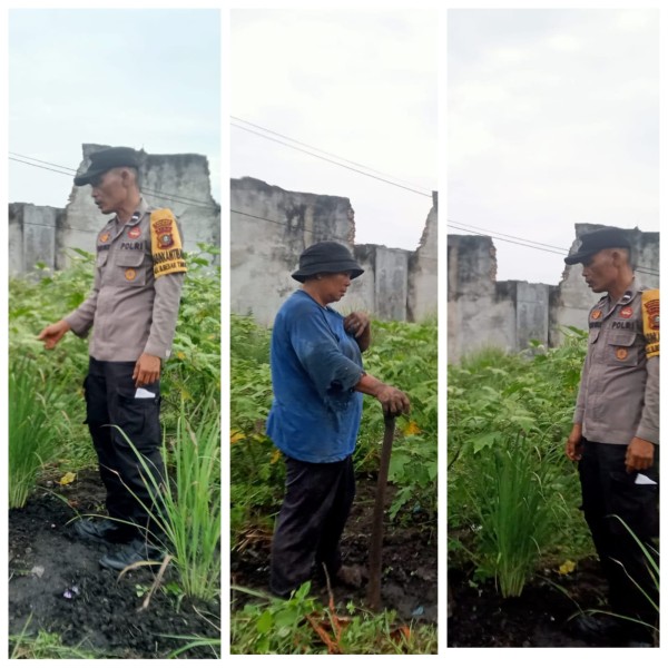 Bhabinkantinmas Aipda Butarbutar Bersama Petani Melakukan  Pengecekan Pengarangan Pangan Bergizi  Dalam  Rangka  Mendukung  Program Ketahanan Pangan Nasional.