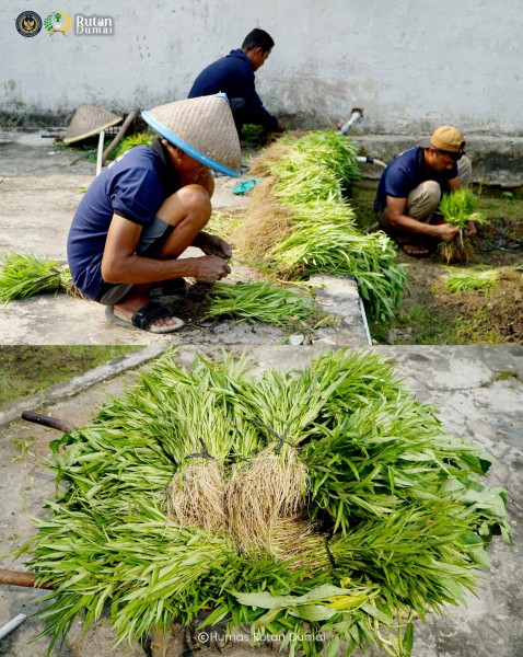 Sulap Lahan Kosong Jadi Area Ketahanan Pangan, Rutan Dumai Panen Kangkung