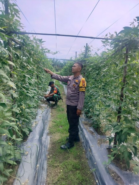 Bhabinkantipmas Aipda Ardian Kurniawan,S.T Melakukan Pengecekan Pekarangan Pangan Bergizi