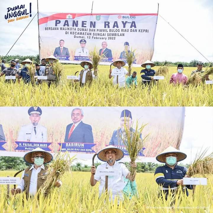 Wali Kota Dumai, H. Paisal, SKM, MARS Menghadiri Agenda Panen Raya yang Dilaksanakan Bersama Kelompok Tani Tunas Harapan