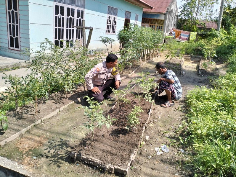 Bripka Bob Sinaga Melaksanakan Kegiatan Pengecekan Tanaman Cabe Kecamatan  Dumai Kota .
